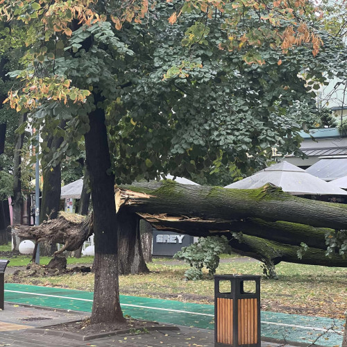 Copac prăbușit pe Pietonalul Unirii din Botoșani, urmează intervenții ale autorităților