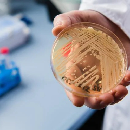 Ciuperca Candidozyma auris se extinde în spitalele din Europa