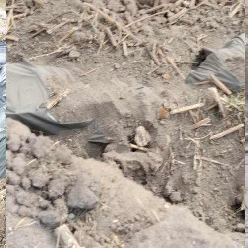 Pericol major pentru sănătatea publică din cauza gestionării cadavrelor de porci în Catane