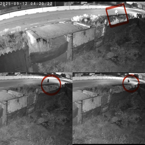 RO-ALERT pentru Brădești, urs pe DN 6