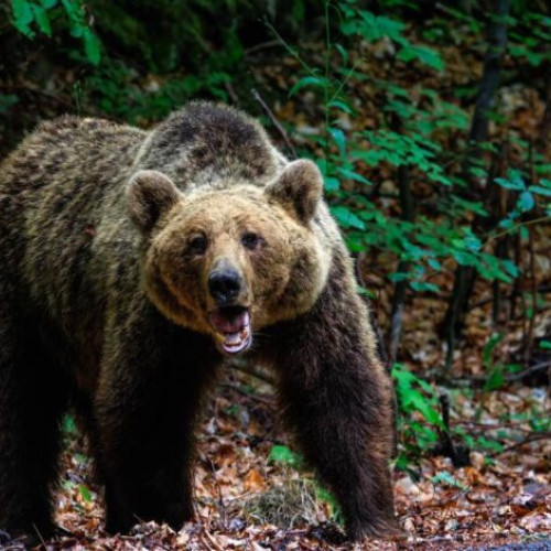 Ministrul mediului anunță schimbări pentru intervenția în cazurile atacurilor de urs