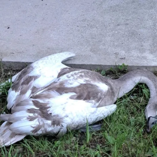 Lebădă căzută în Grigorescu, căutată ajutor de clujeancă fără răspuns imediat