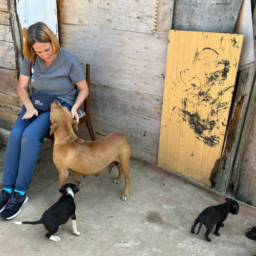 Campanie de sterilizare și vaccinare canină la Șura Culturală Gușterița, între 26 și 29 septembrie 2025