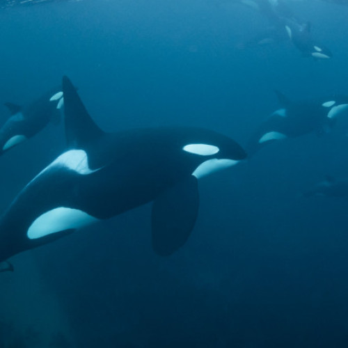 Două iahturi atacate de balene ucigașe în largul coastelor Lisabonei