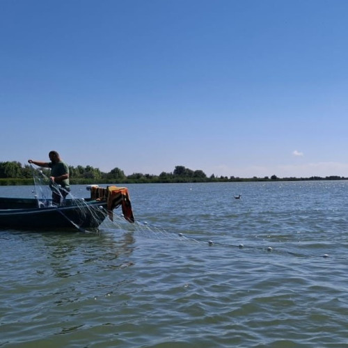 INCDM Grigore Antipa avertizează privind scăderea stocurilor de scrumbie în Dunăre