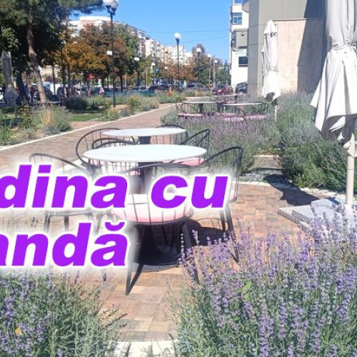 O grădină cu lavandă înflorește în centrul orașului Buzău
