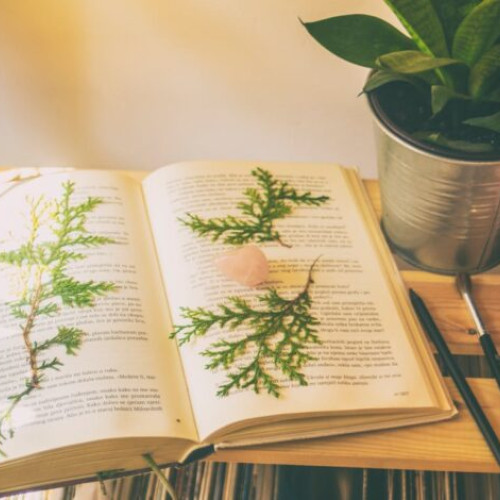 Cartea „Secretele vindecătoare ale naturii” dezvăluie puterea plantelor în sănătate