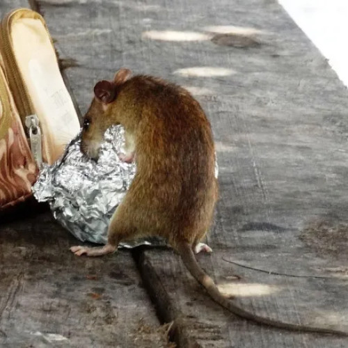 Șobolani morți găsiți în zona TCI Mărăști, semnal de alarmă privind sănătatea copiilor