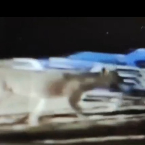 Fetiță atacată de lup pe o plajă din Halkidiki, Grecia