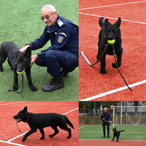 Jandarmeria Gorj prezintă noul câine de serviciu, Aky, un ciobănesc german