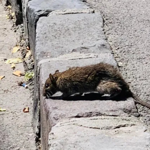 Locuitorii de pe strada Doinei cer intervenții după apariția șobolanilor