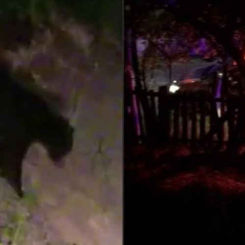 Bărbat ucis de urs pe un traseu montan din nordul Greciei