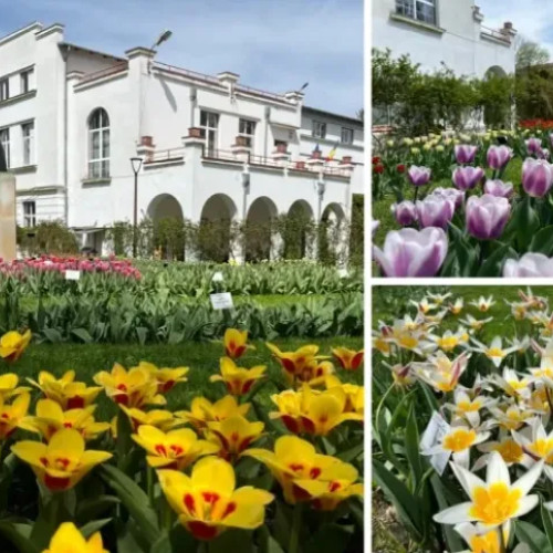 Expoziția „Petale Zburătoare” aduce la Cluj fluturi tropicali vii din Amazon și Asia