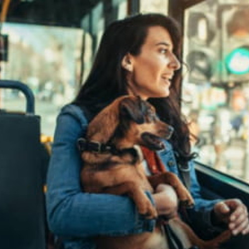 Responsabilitățile de a avea un animal de companie, explicate de un medic veterinar