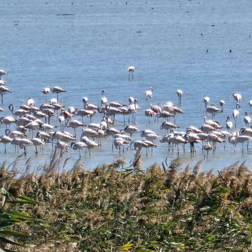 Peste o mie de flamingo au fost observați pe lacul Nuntași