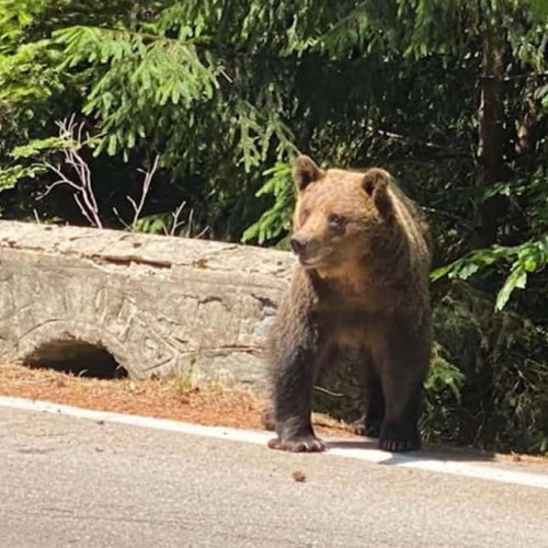 Amenzi mari pentru cei care hrănesc sau se apropie de urși sub 50 de metri