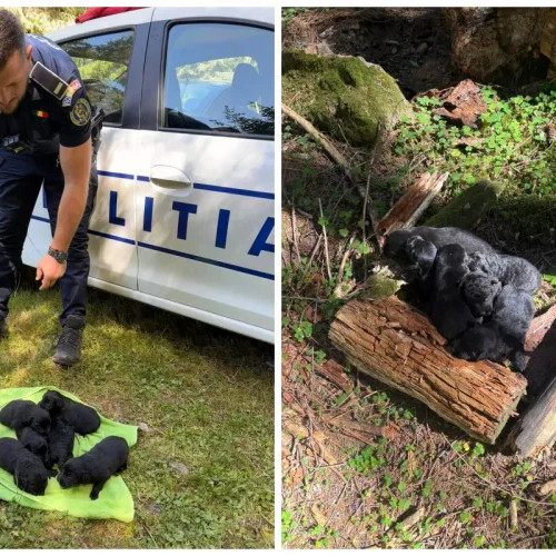 Șase puiuți de câine salvați după ce au fost abandonați într-o prăpastie lângă lacul Beliș