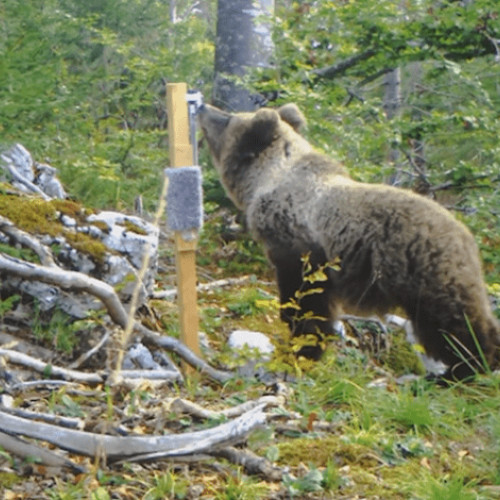 Zona montană din Buzău, în alertă din cauza atacurilor frecvente ale urșilor