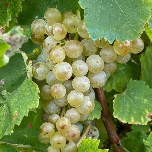 Recoltarea strugurilor în județul Iași: producții bune și recoltare mecanizată nocturnă