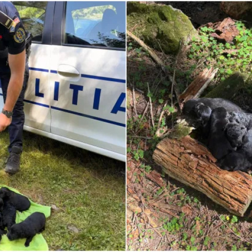Șase pui de câine salvați dintr-un sac abandonat în zona lacului Beliș