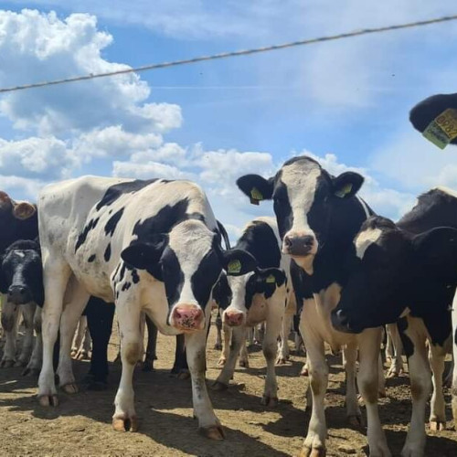 Arad, județul cu cele mai multe focare de leucoză bovină din țară
