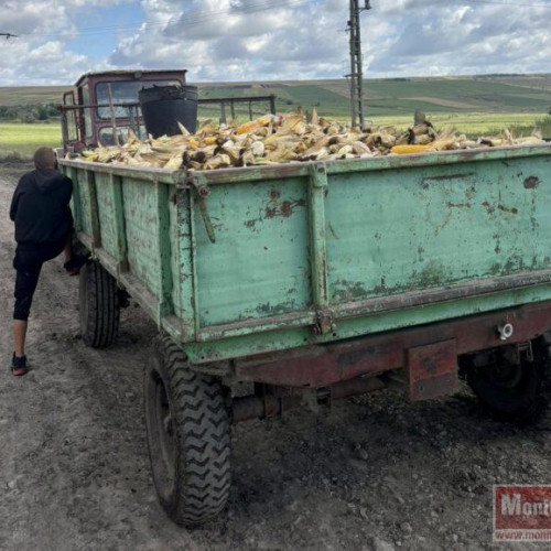 Cursă a porumbului în Botoșani se încheie cu peripeții la poliție