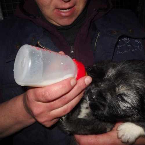 Medic veterinar avertizează asupra greșelilor frecvente în îngrijirea animalelor de companie