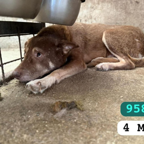 100 de câini din Târgu Jiu amenințați cu eutanasierea, asociațiile trag un semnal de alarmă