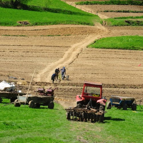 Creștere surprinzătoare a firmelor agricole active în cultivarea cerealelor în Iași și la nivel național