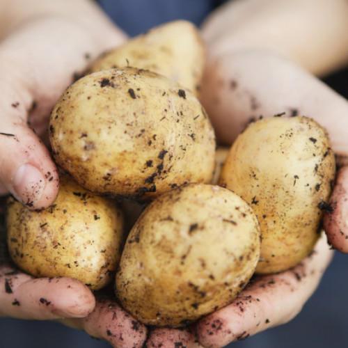 Seceta aduce scumpiri și recoltă slabă la cartofi în România