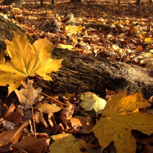 Prognoza meteo pentru cele patru săptămâni: temperaturi apropiate de normal