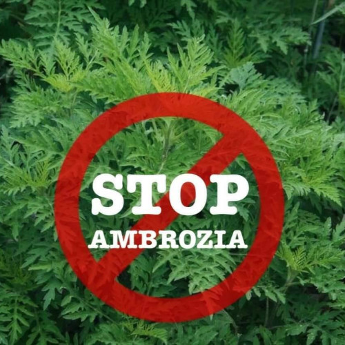 Primăria din Nucet solicită stingerea ambroziei pentru sănătatea locuitorilor