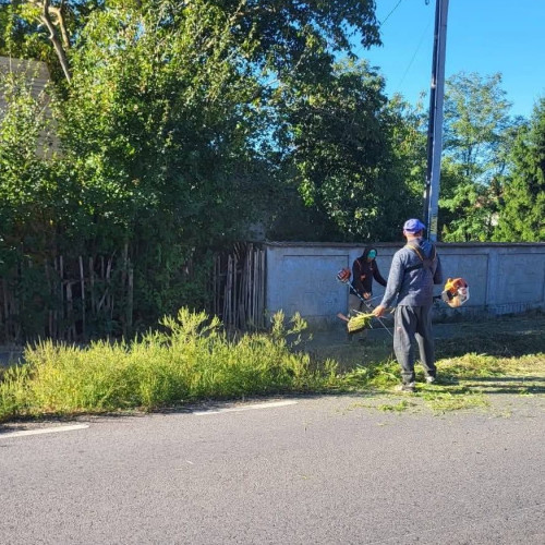 Primăria Butimanu a început o campanie pentru eliminarea ambroziei din comună