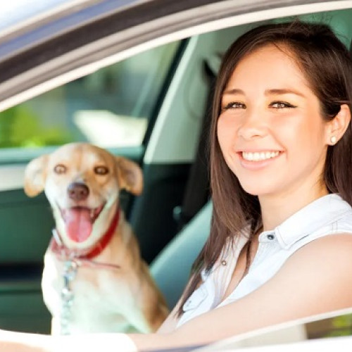 Medicul veterinar din Brașov: calitatea vieții animalului, prioritate în deciziile dificile