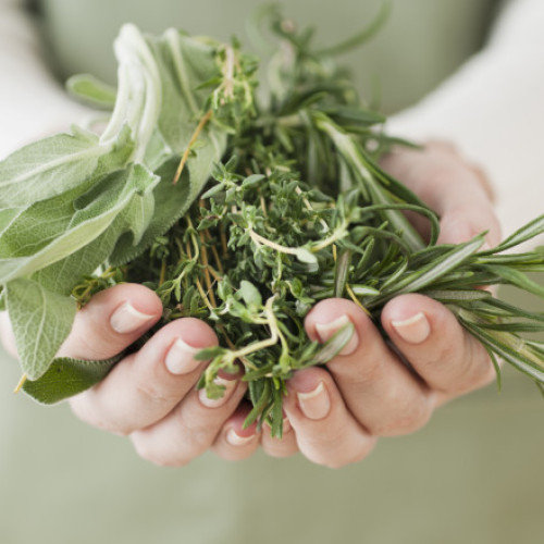 Cimbrul, planta cu multiple beneficii pentru sănătate și sistemul imunitar