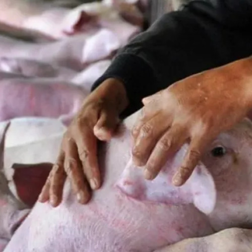 Locuitorii de pe strada Tribunul Andreica se plâng de mirosul greu de la o crescătorie de porci