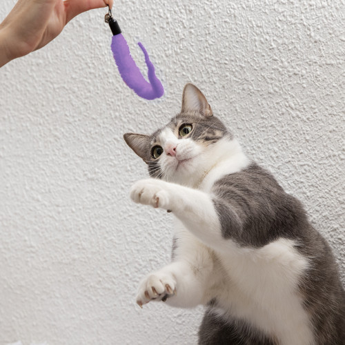 Boala ghearelor de pisică: simptome și tratament explicate de dr. Angelica Chiorean