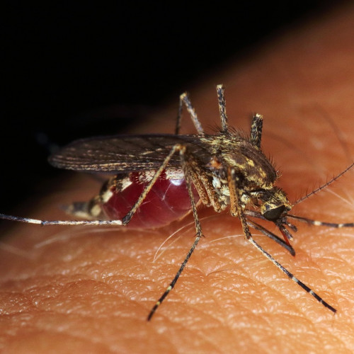 România a raportat 30 de cazuri de infecție cu virusul West Nile în 2025