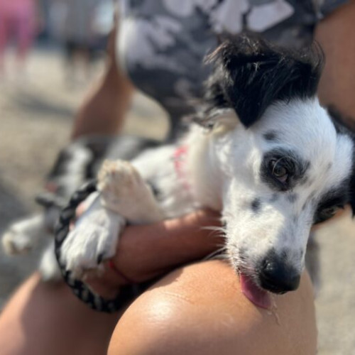 Primăria Capitalei oferă servicii gratuite de sterilizare și microcipare pentru câinii de rasă comună