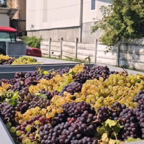 APIA anunță termenul limită pentru depunerea cererilor de plată pentru asigurarea recoltelor 2025