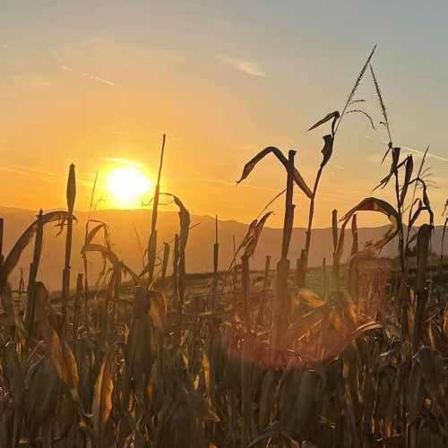 Seceta din 2025 afectează grav culturile de porumb și floarea-soarelui din sudul României