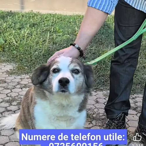 Campanie de sterilizare gratuită pentru câinii cu stăpân din Târgoviște