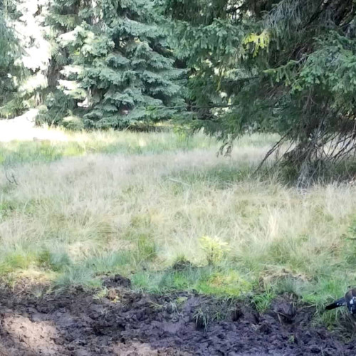 Fenomenul rar de „rotit fals” al cocoșilor de munte în Parcul Natural Apuseni