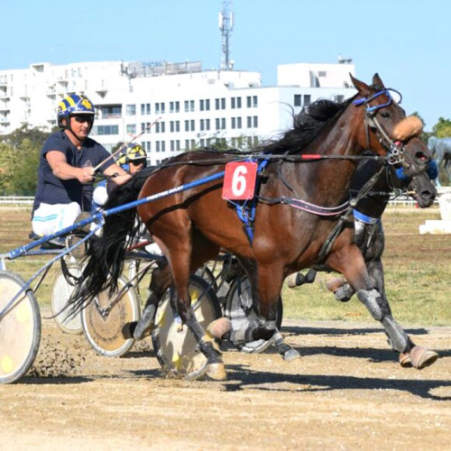 Wicked From Heaven câștigă Premiul „Hipodromul Ploieşti” la o reuniune hipică de trap