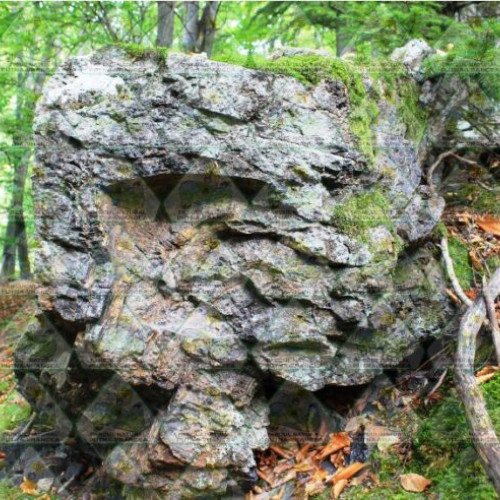 O pădure pietrificată de zeci de milioane de ani a fost descoperită în Parcul Natural Putna Vrancea