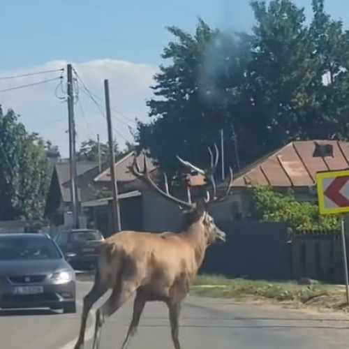 Cerb speriat, filmat alergând pe șosea în Borcea; pompierii au intervenit