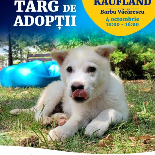 Târg de adopții organizat de ASPA București de Ziua Internațională a Animalelor