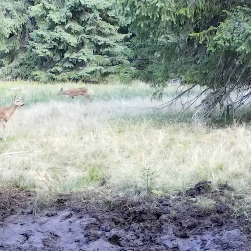 Imagini rare cu căpriori și iezi surprinse în Parcul Natural Apuseni