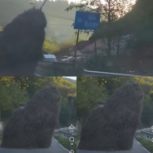 O căpiță de fân uriașă a fost transportată pe drum, stârnind uimire