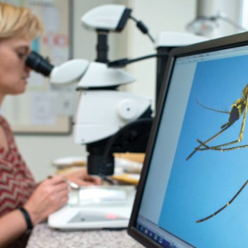 România raportează 30 de cazuri de virus West Nile până în septembrie 2025